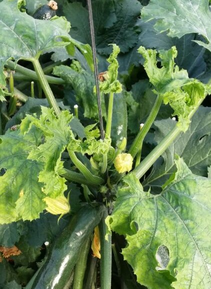 Tomato Leaf Curl New Delhi Virus (ToLCNDV)